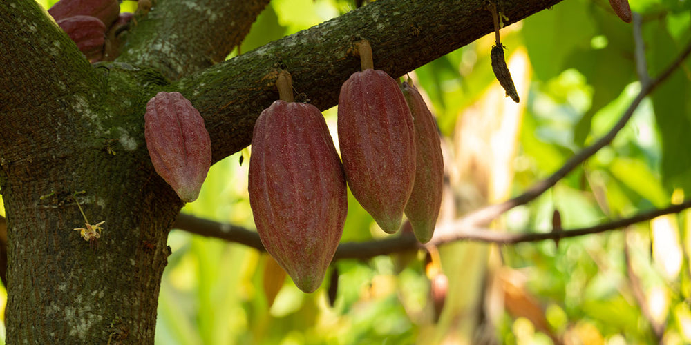 Happy World Chocolate Day!