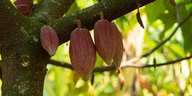 Happy World Chocolate Day!
